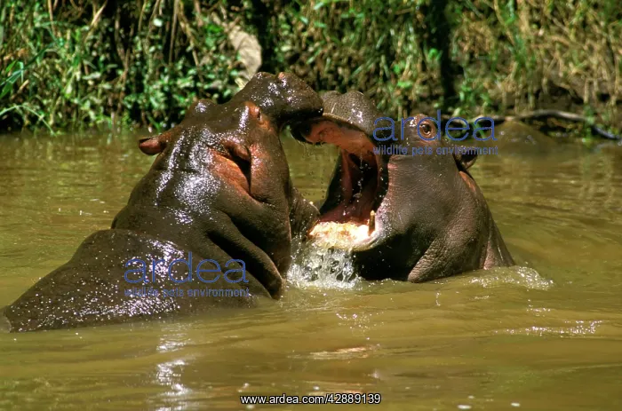  : Hippopotamus - young playing in water practising