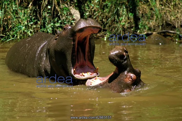  : Hippopotamus - young playing in water practising