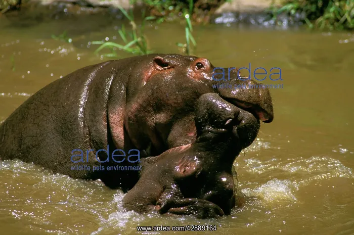  : Hippopotamus - young playing in water practising