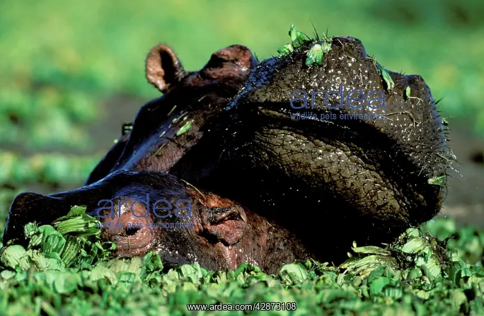  : Hippopotamus - with young - in pond covered with