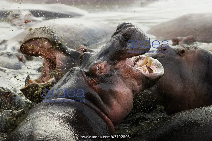 : Hippopotamuses (Hippopotamus amphibius) fighting : Hippopotamuses (Hippopotamus amphibius) fighting