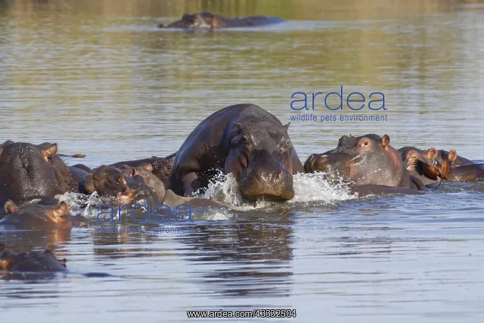 : Hippopotamuses (Hippopotamus amphibius), herd with : Hippopotamuses (Hippopotamus amphibius), herd with