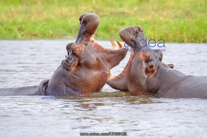 : Two hippos (Hippopotamus amphibius) fighting in : Two hippos (Hippopotamus amphibius) fighting in