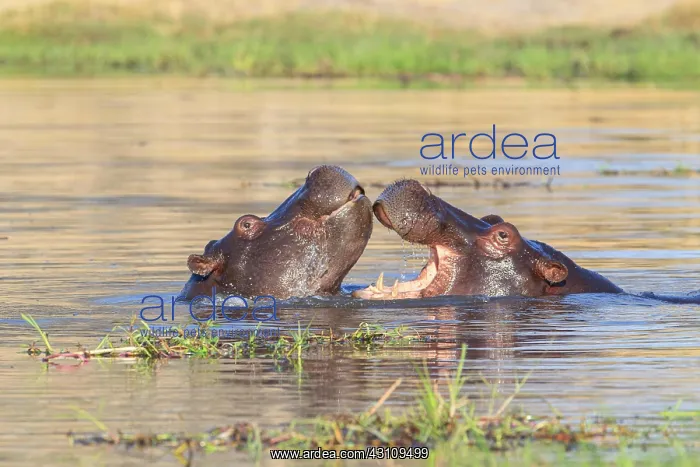 : Two hippos (Hippopotamus amphibius) fighting in : Two hippos (Hippopotamus amphibius) fighting in