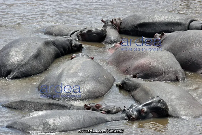 : Hippos (Hippopotamus amphibius) herd resting in : Hippos (Hippopotamus amphibius) herd resting in