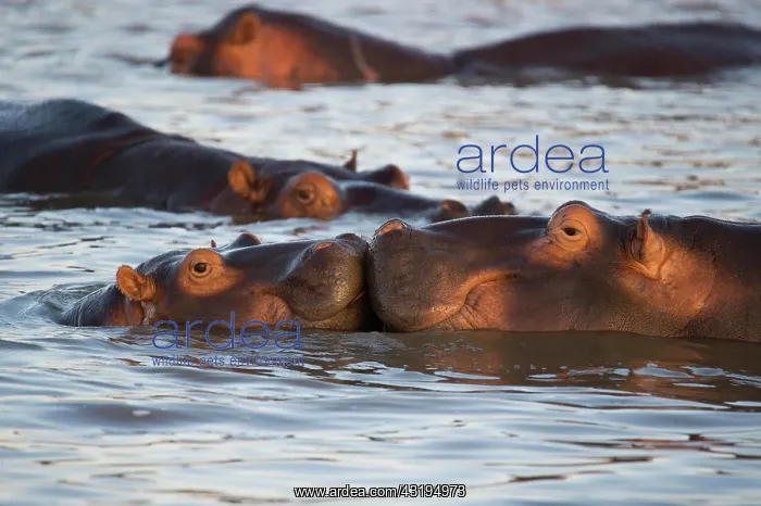 : Hippos (Hippopotamus amphibius), playing young : Hippos (Hippopotamus amphibius), playing young