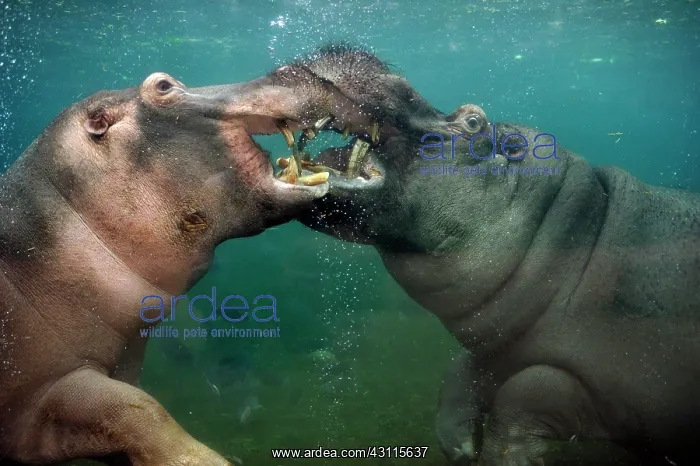 : Two Hippos (Hippopotamus amphibius) under water : Two Hippos (Hippopotamus amphibius) under water