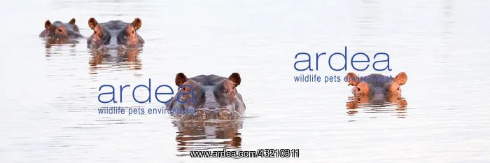 : Hippos (Hippopotamus amphibius) in a water hole : Hippos (Hippopotamus amphibius) in a water hole