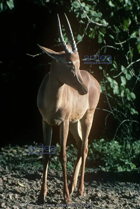 : Hirola / Hunter's Hartebeest : Hirola / Hunter's Hartebeest