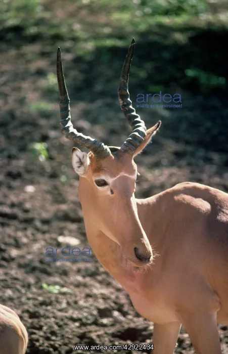 : Hirola / Hunter's Hartebeest : Hirola / Hunter's Hartebeest