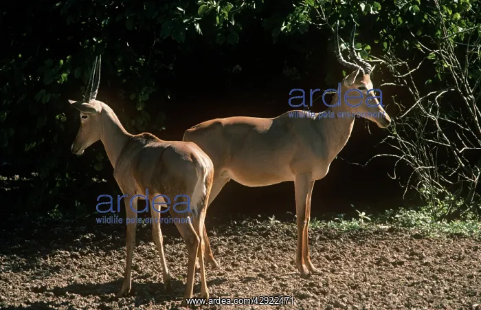 : Hirola / Hunter's Hartebeest : Hirola / Hunter's Hartebeest