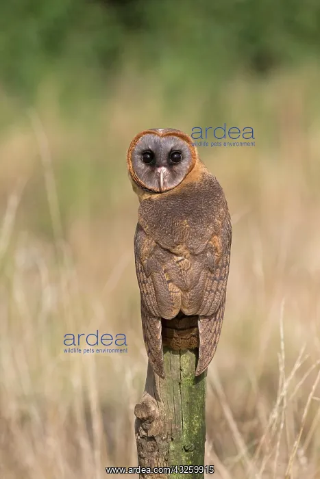 : Hispaniola Barn Owl, ashy-faced owl (Tyto glaucops) : Hispaniola Barn Owl, ashy-faced owl (Tyto glaucops)