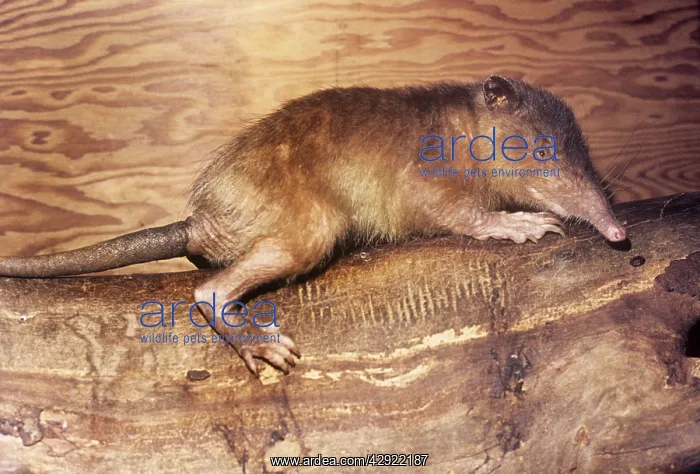 : Hispaniola / Haiti SOLENODON : Hispaniola / Haiti SOLENODON