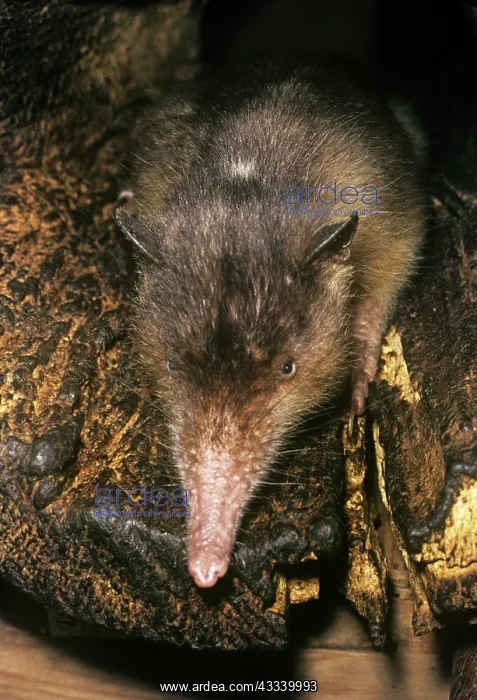 : Hispaniola / Haiti SOLENODON : Hispaniola / Haiti SOLENODON