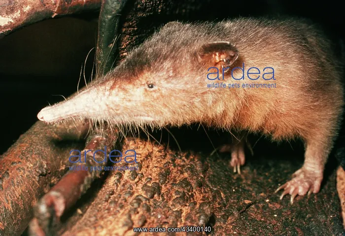 : Hispaniola / Haiti SOLENODON : Hispaniola / Haiti SOLENODON