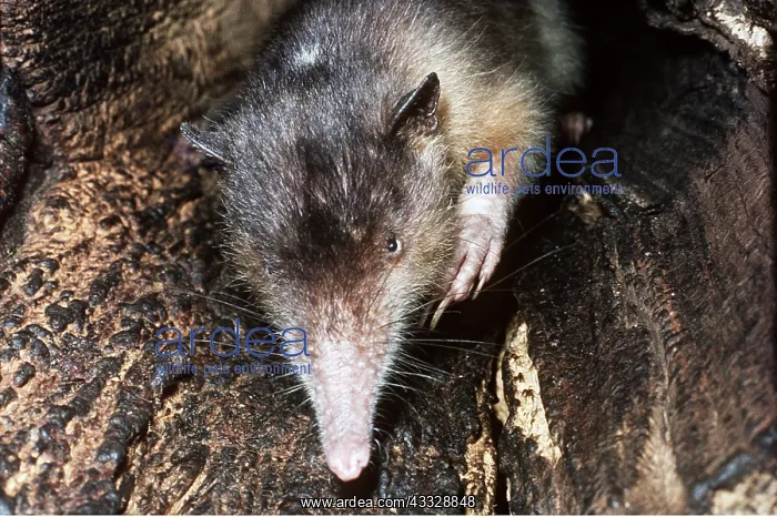 : Hispaniola / Haiti SOLENODON - close-up of snout : Hispaniola / Haiti SOLENODON - close-up of snout