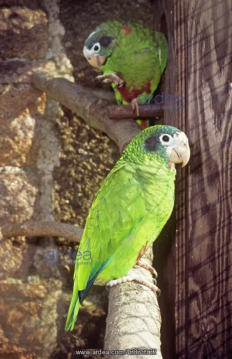 : Hispaniolan Amazon parrot : Hispaniolan Amazon parrot