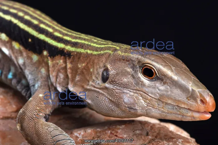 : Hispaniolan giant ameiva (Ameiva Chrysolaema), Dominican : Hispaniolan giant ameiva (Ameiva Chrysolaema), Dominican