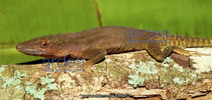 : Hispaniolan Green Anole : Hispaniolan Green Anole