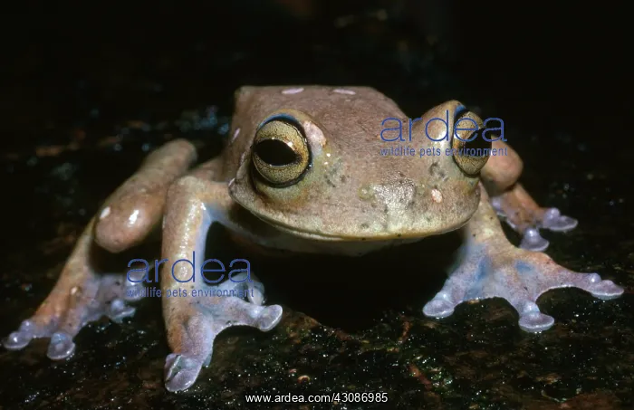: Hispaniolan Tree Frog : Hispaniolan Tree Frog