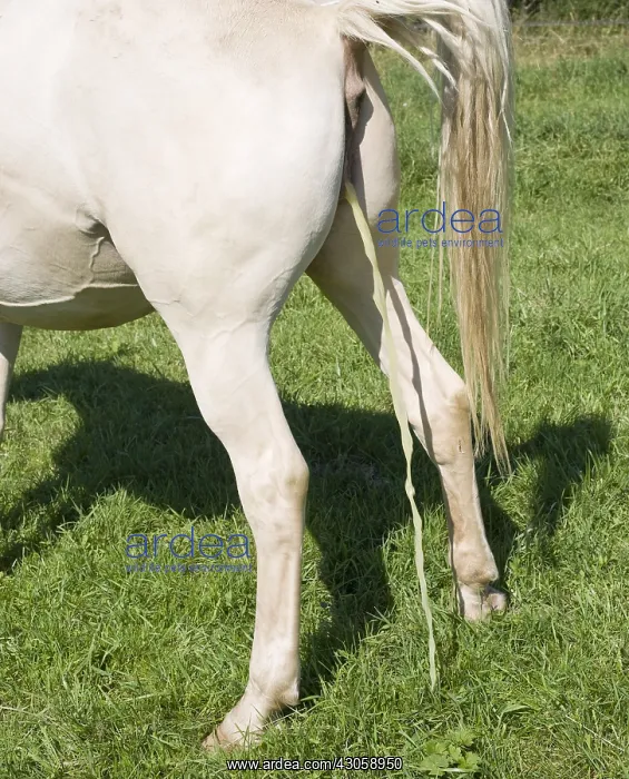 : Hispano Arab mare urinating : Hispano Arab mare urinating