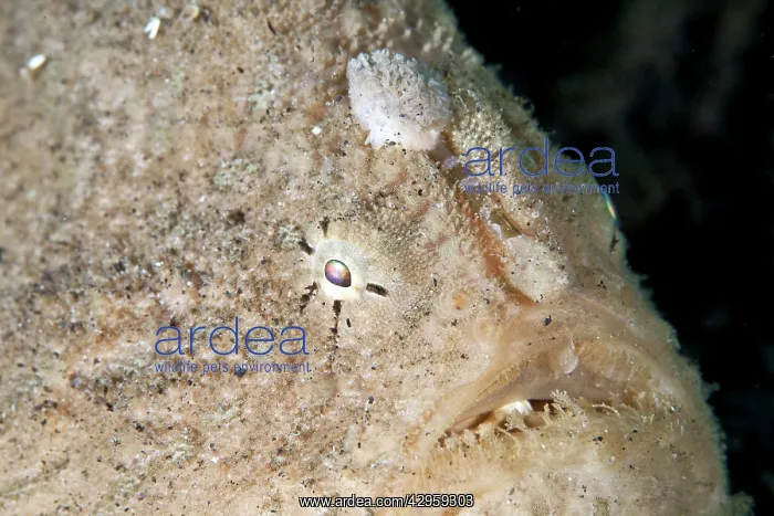 : Hispid Frogfish : Hispid Frogfish