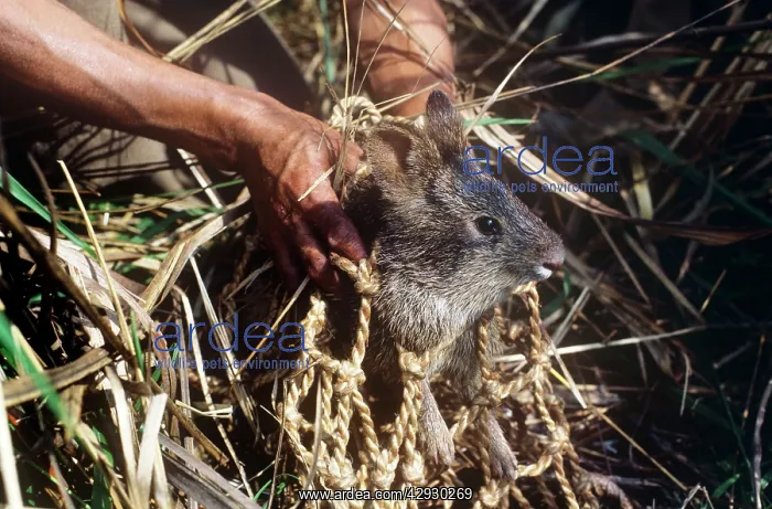 : Hispid Hare / Assam Rabbit : Hispid Hare / Assam Rabbit