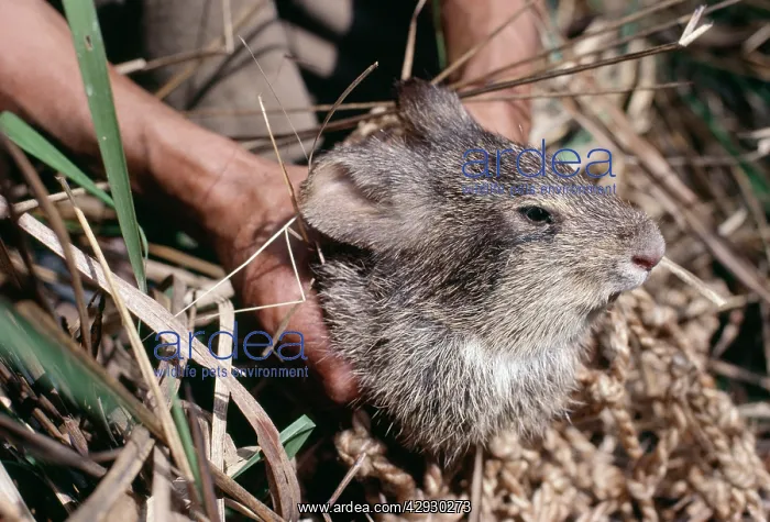 : Hispid Hare - Being held : Hispid Hare - Being held