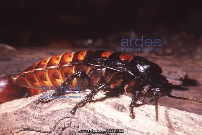 : HISSING COCKROACH : HISSING COCKROACH