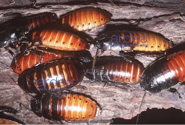 : HISSING COCKROACH - group on bark : HISSING COCKROACH - group on bark
