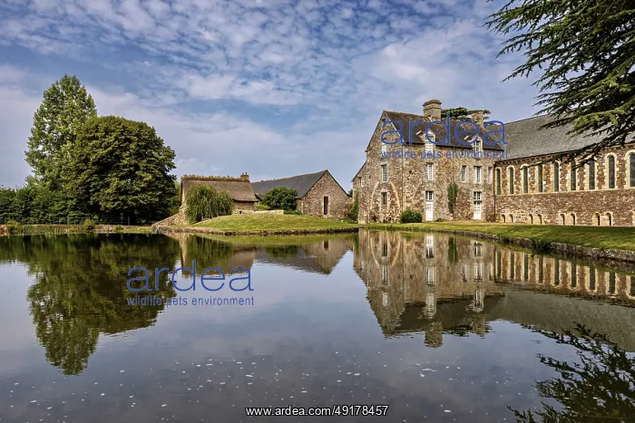  : Historic castle on the shore of a lake with a clear reflection and surrounded by trees