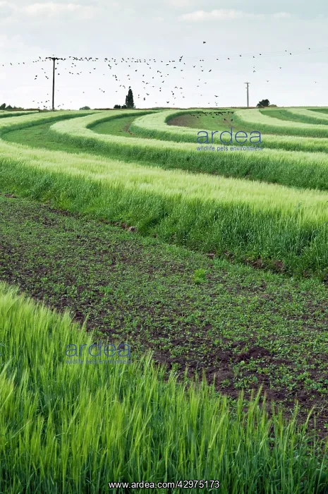  : Historic example of strip farming