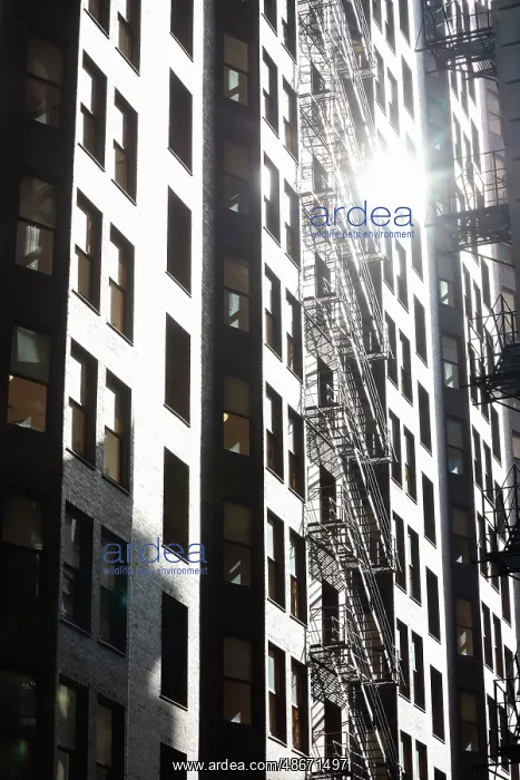 : Historic Monadnock Building in Chicago south Loop area : Historic Monadnock Building in Chicago south Loop area