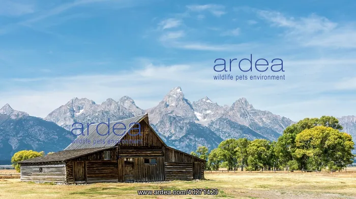 : Historic old barn in front of the Teton Range mountain : Historic old barn in front of the Teton Range mountain