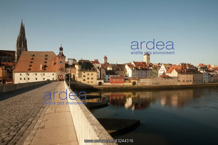 : Historic Stone Bridge over the Danube River : Historic Stone Bridge over the Danube River