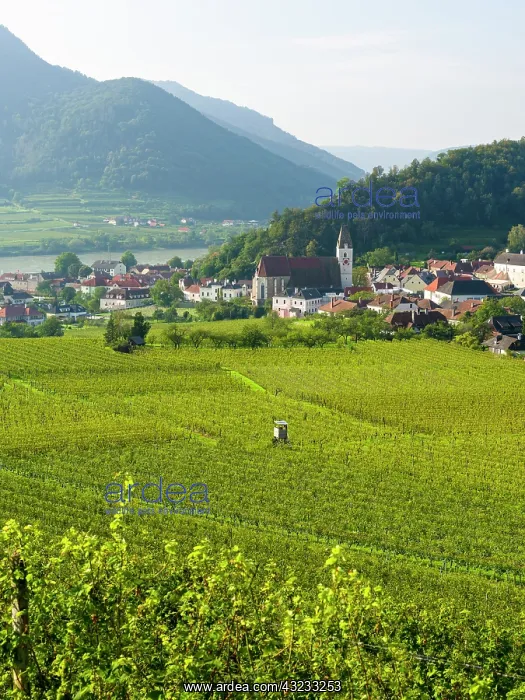 : Historic village Spitz located in wine-growing area : Historic village Spitz located in wine-growing area