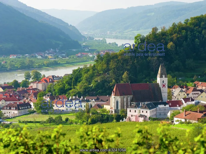 : Historic village Spitz located in wine-growing area : Historic village Spitz located in wine-growing area
