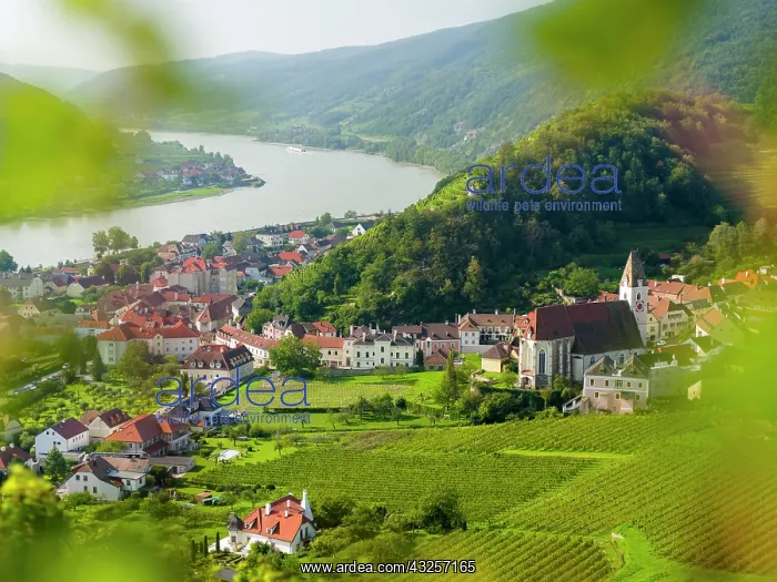  : Historic village Spitz located in wine-growing area