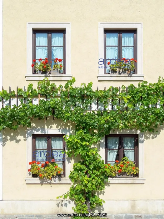 : Historic village Unterloiben located in wine-growing : Historic village Unterloiben located in wine-growing