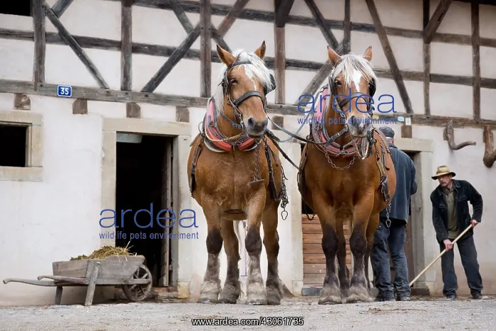  : Hitch Horses Comtois before working in the fields France