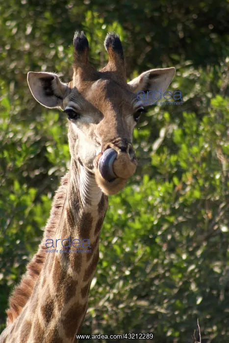 : hluhluwe, kwazulu-natal, durban, south africa : hluhluwe, kwazulu-natal, durban, south africa