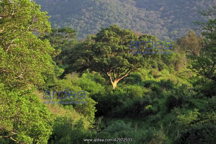 : Hluhluwe National Park : Hluhluwe National Park