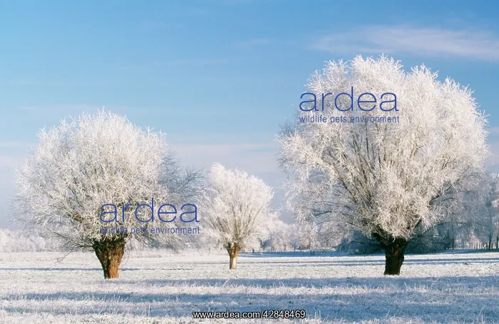 : Hoar Frost : Hoar Frost
