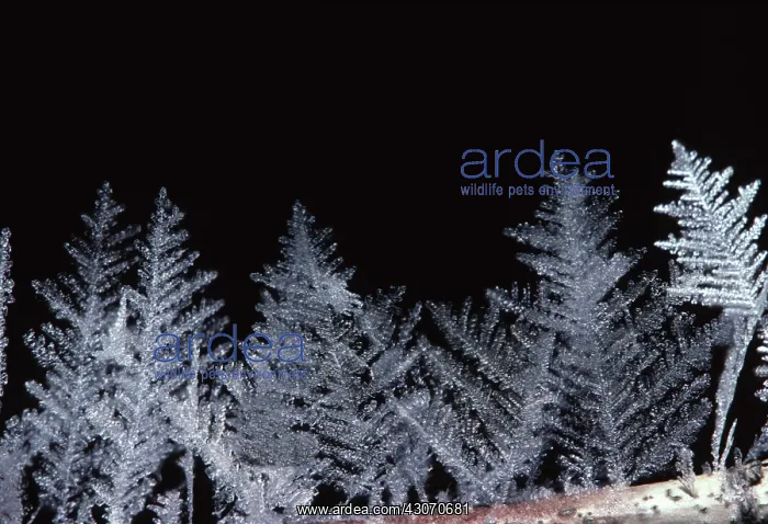 : Hoar Frost Crystals : Hoar Frost Crystals