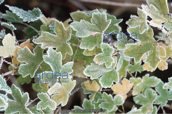 : HOAR FROST- on Field Maple leaves : HOAR FROST- on Field Maple leaves