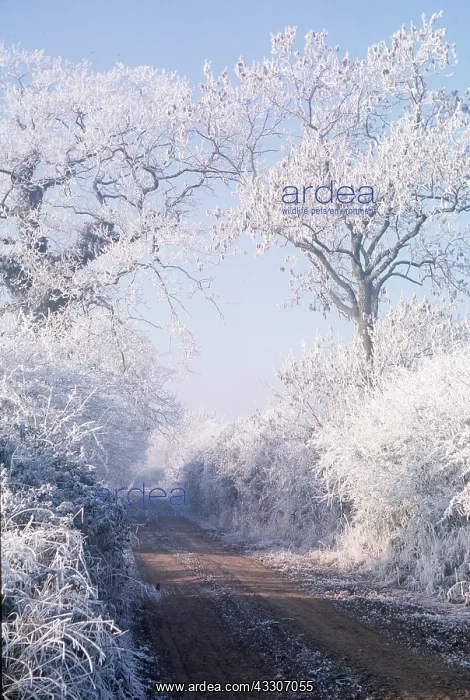 : Hoar frost - on trees & bushes : Hoar frost - on trees & bushes