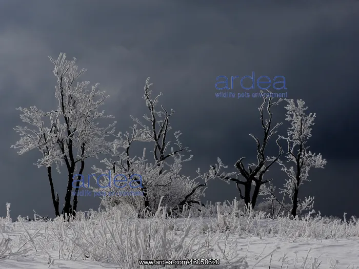  : hoar frost trees, Ore Mountain, Germany