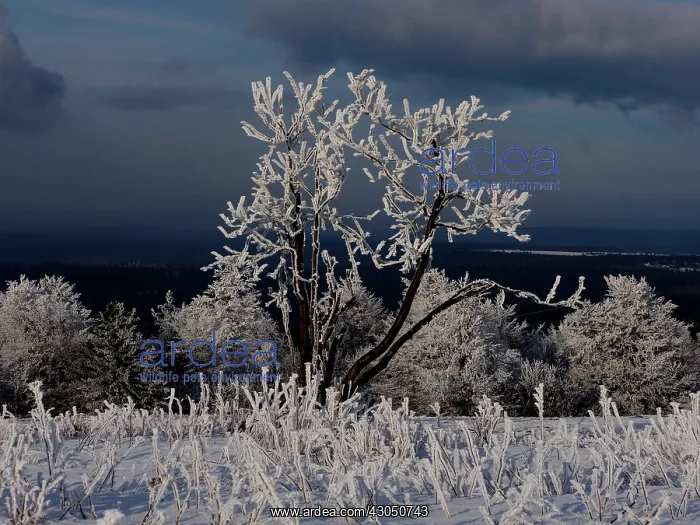  : hoar frost trees, Ore Mountain, Germany