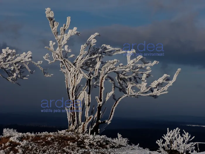  : hoar frost trees, Ore Mountain, Germany