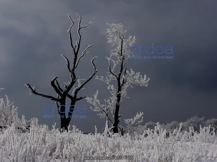  : hoar frost trees, Ore Mountain, Germany
